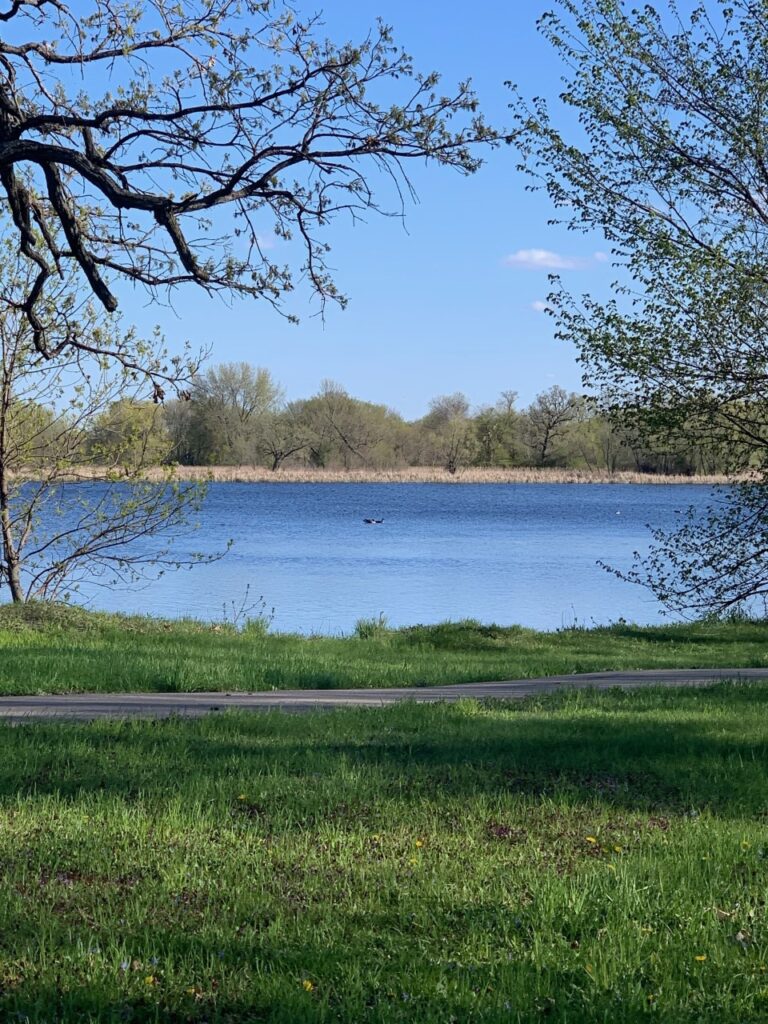 lake with geese