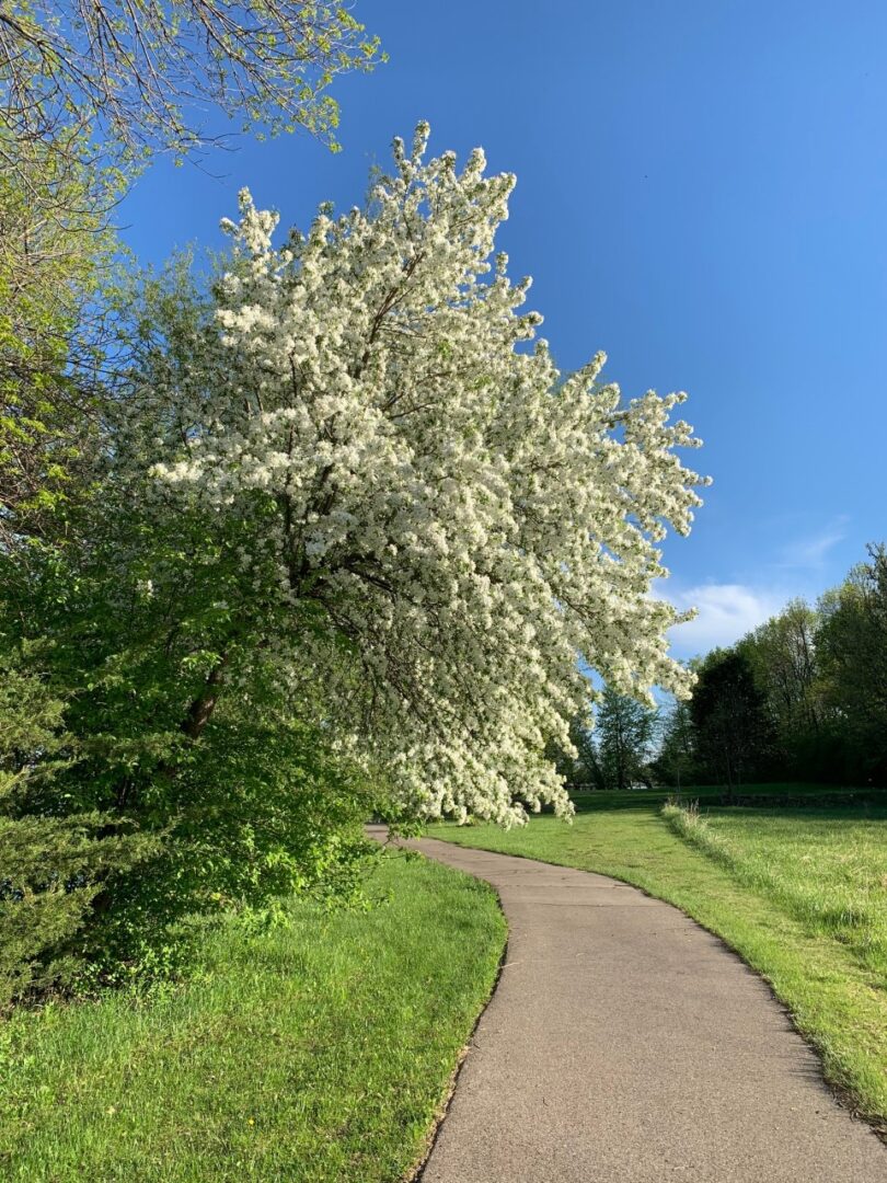 tree in bloom on path